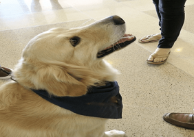 Image of Animal Therapy Dog with Patients