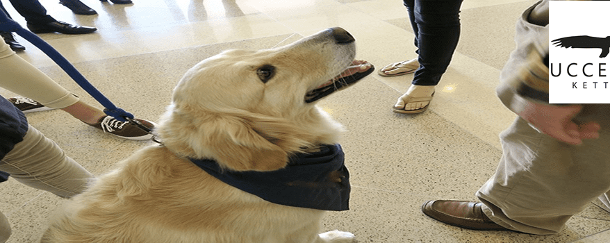 Image of Animal Therapy Dog with Patients