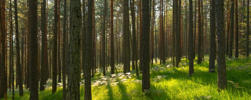 Image of outdoors nature in forest